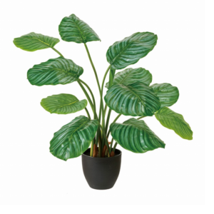 人工観葉植物 カラテアオルビフォリアポット　1鉢　FG000806-zzz